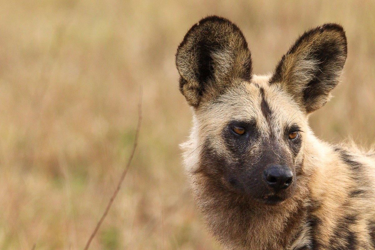 Sabi Sabi Jana Du Plessis African Wild Dogs Feeding On Impala Kill
