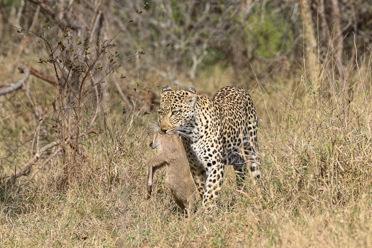 Sabi Sabi Jana Du Plessis Tengile Leopardess With Duiker Kill For Cub