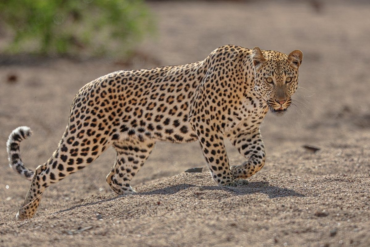 Male leopard moving with ease through the reserve.