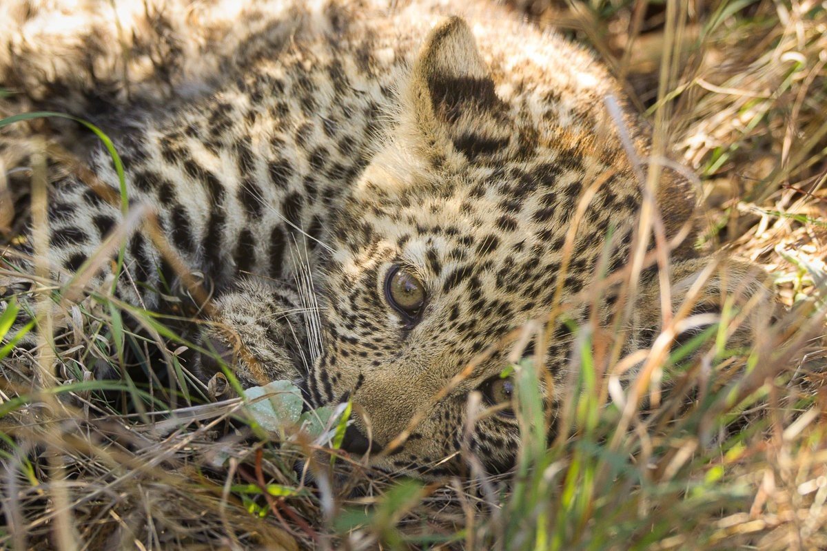 Kurhula leopard cub feeding on meat beside his mother
