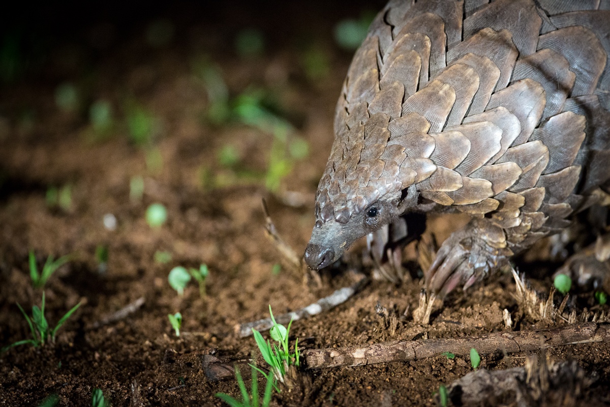 The Temminck’s Ground Pangolin.