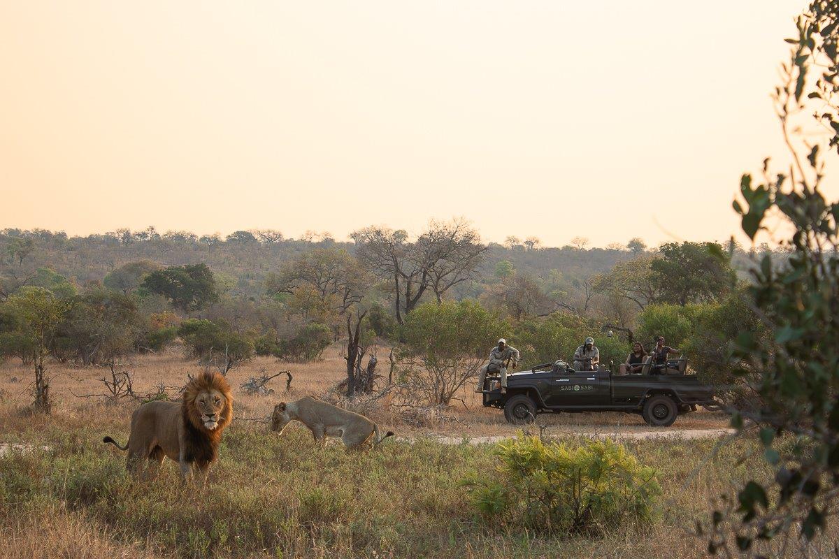 We were fortunate to come across the magnificent Gijima males and one Talamati female in an open area just north of Bush Lodge.