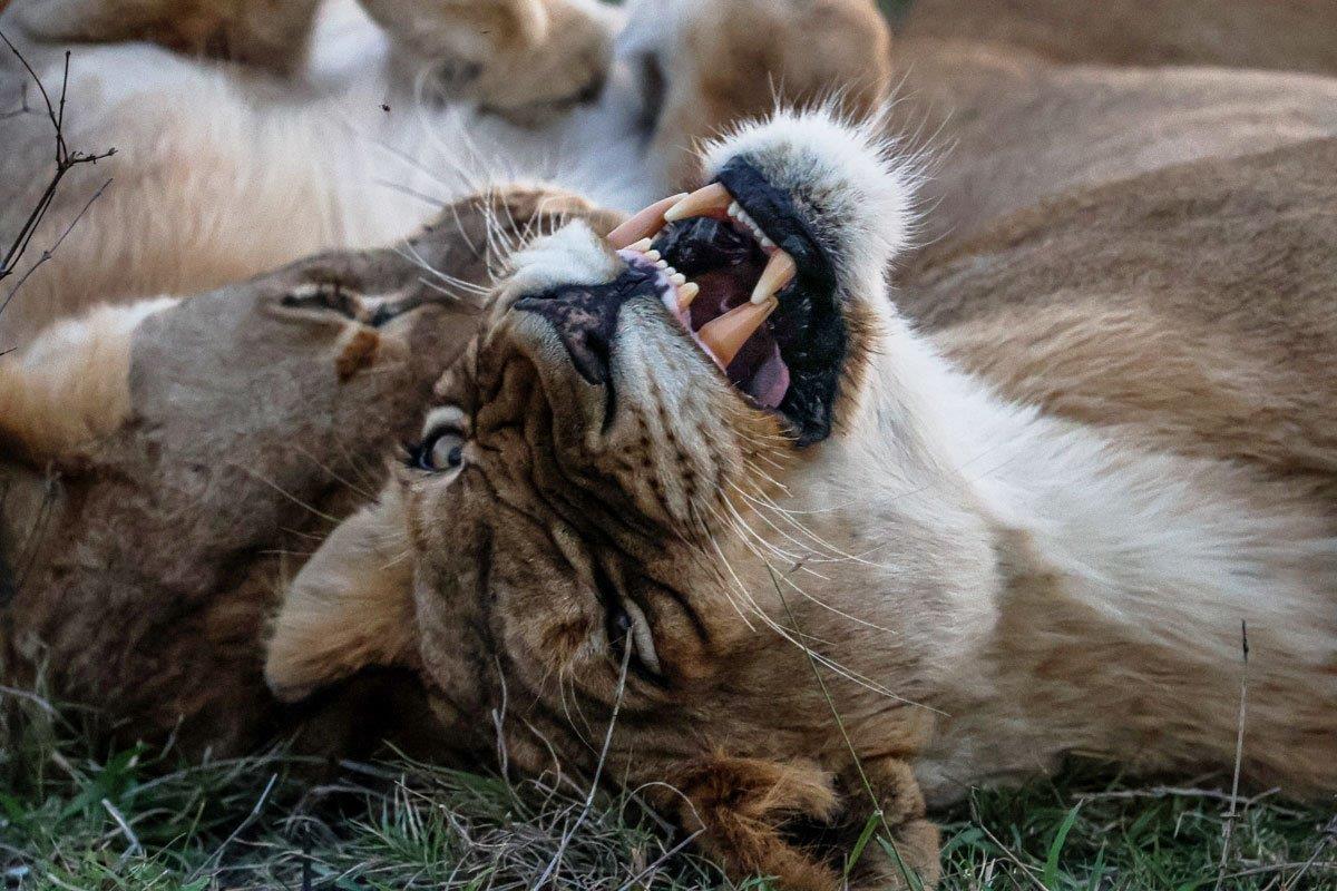 We love watching the dynamics between the members of the Southern Pride. 