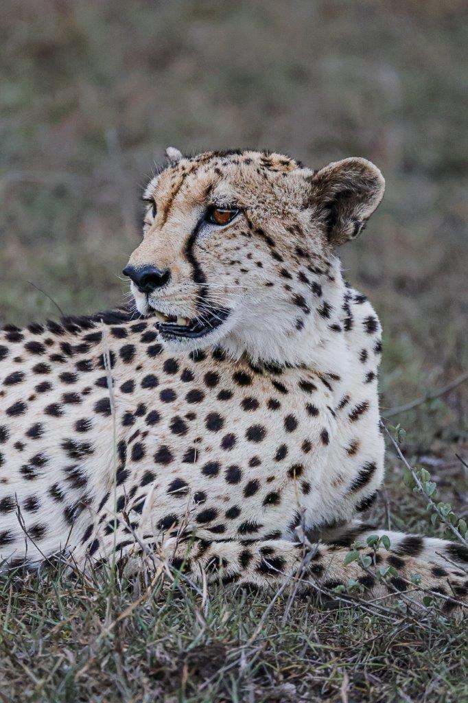 During a game drive, we spotted a female cheetah lying in the open, overlooking her surroundings. During a game drive, we spotted a female cheetah lying in the open, overlooking her surroundings.