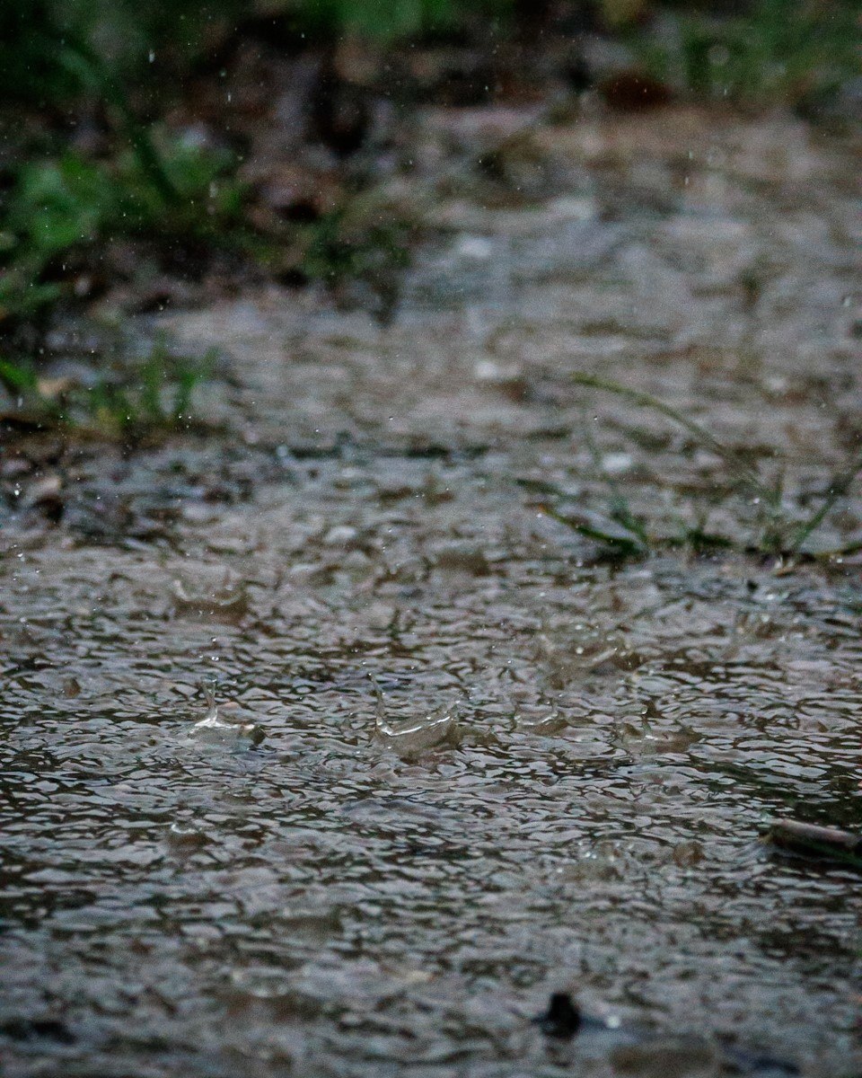 Rain falls on the parched earth at Sabi Sabi. Rain falls on the parched earth at Sabi Sabi.