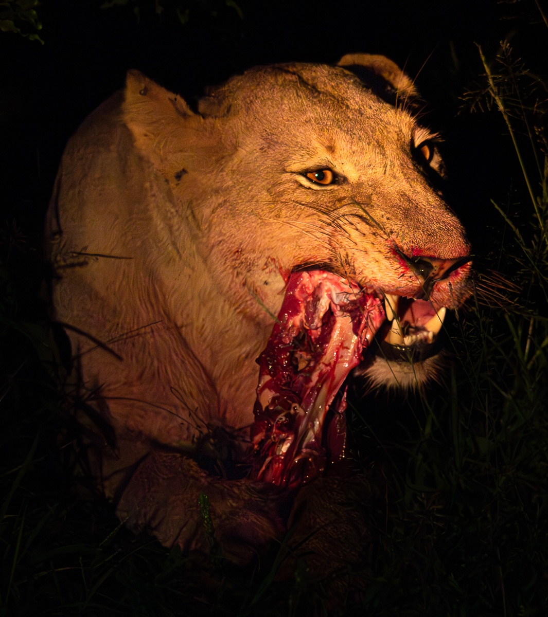 Jason Street Styx Lioness Jason Street Styx Lioness