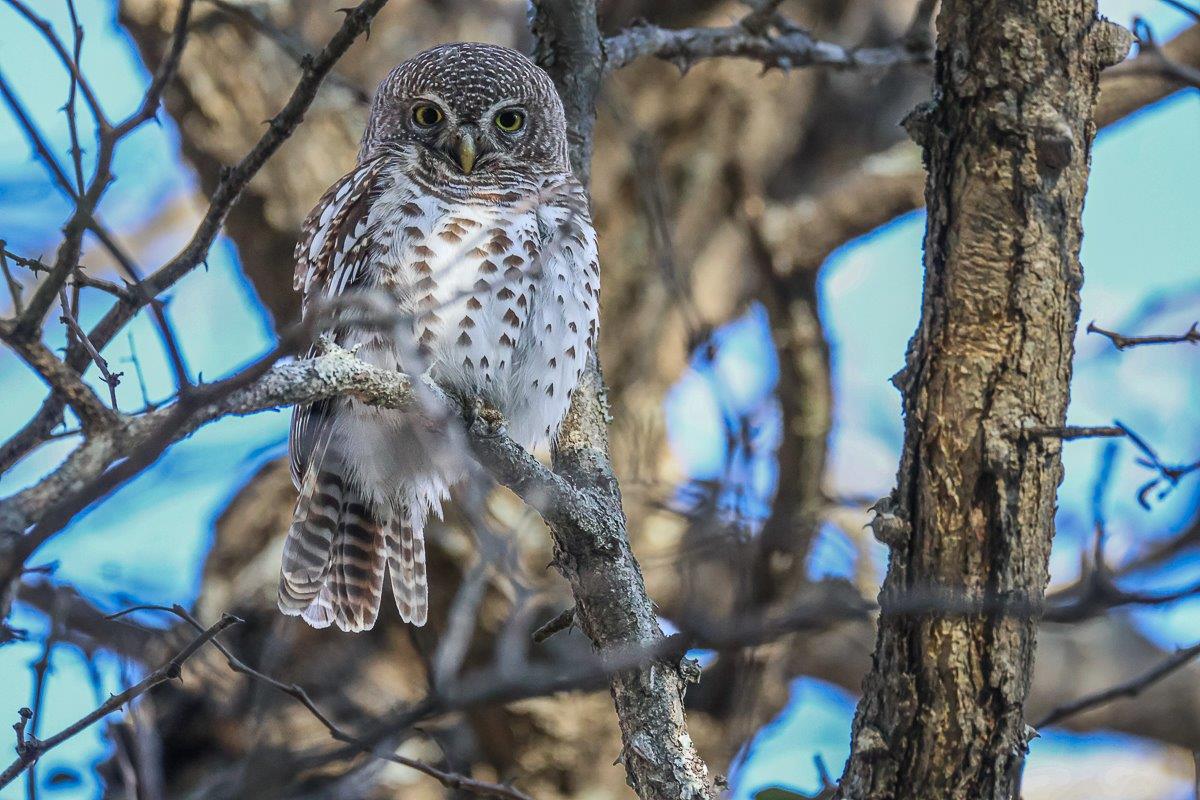 Sabi Sabi Ronald Mutero Barred Owlet Sabi Sabi Ronald Mutero Barred Owlet