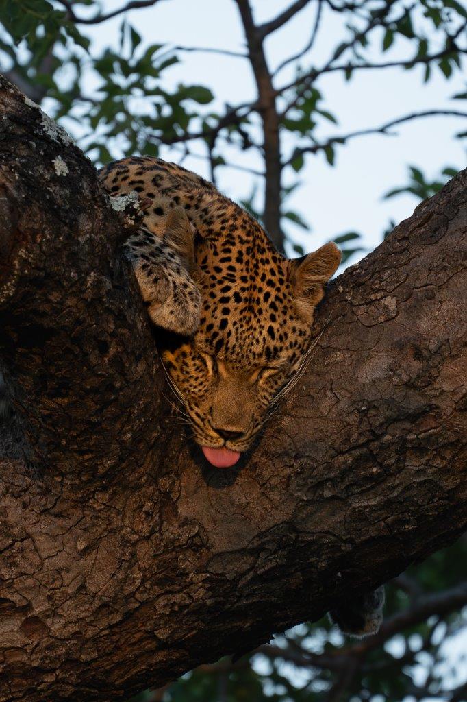 Sabi Sabi Franco Hay Golonyi Sleeping In Fork Of Tree Sabi Sabi Franco Hay Golonyi Sleeping In Fork Of Tree