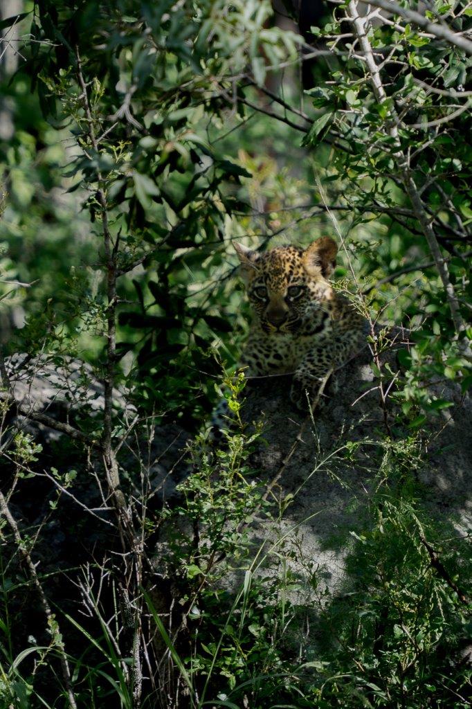 Sabi Sabi Franco Hay Golonyi Cub Sabi Sabi Franco Hay Golonyi Cub