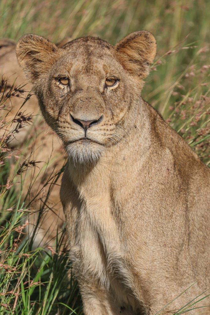 Sabi Sabi Ruan Mey Southern Pride Lioness Sabi Sabi Ruan Mey Southern Pride Lioness