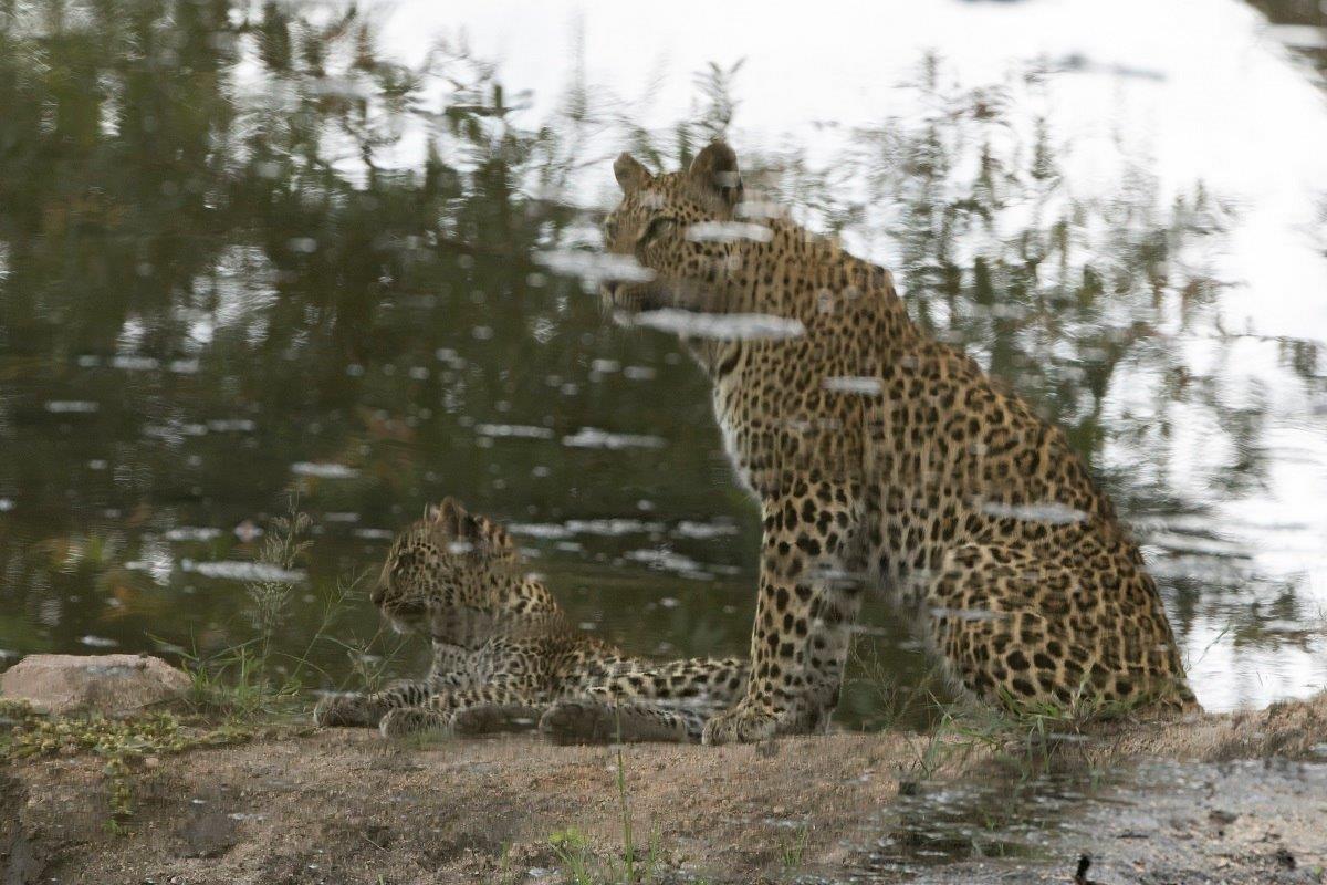 A reflection of Golonyi and her cub in the water. A reflection of Golonyi and her cub in the water.