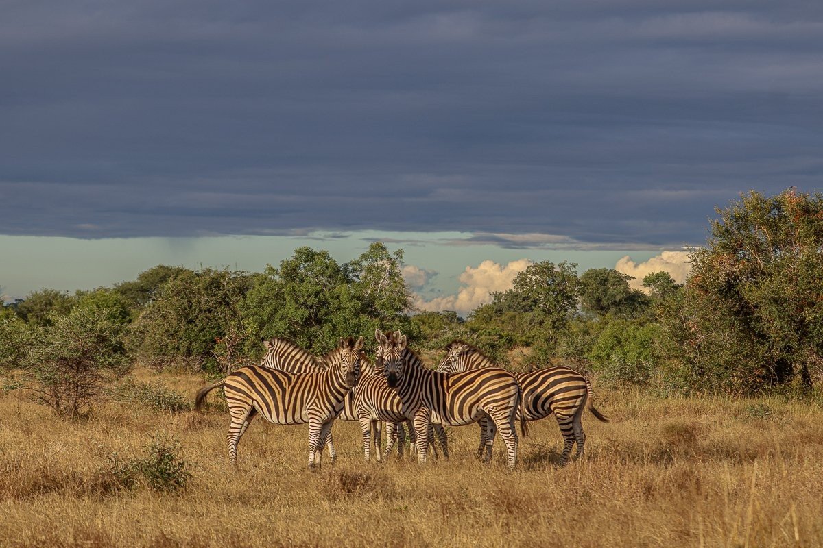 Sabi Sabi Ruan Mey Zebra Sabi Sabi Ruan Mey Zebra