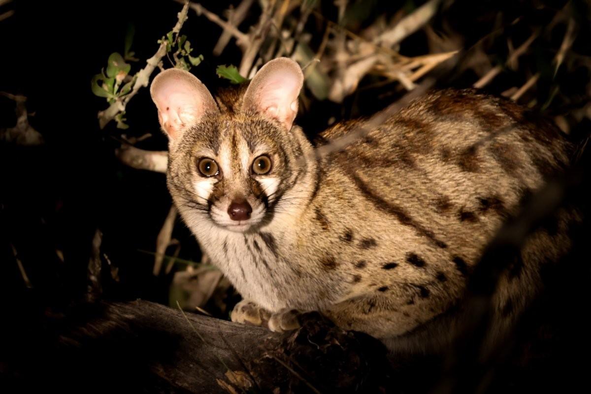 Sabi Sabi Jan Nel Genet Sabi Sabi Jan Nel Genet