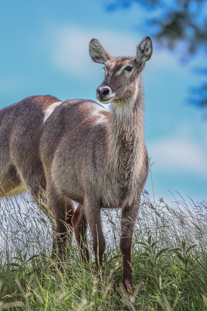Waterbuck before a blue sky. Waterbuck before a blue sky.