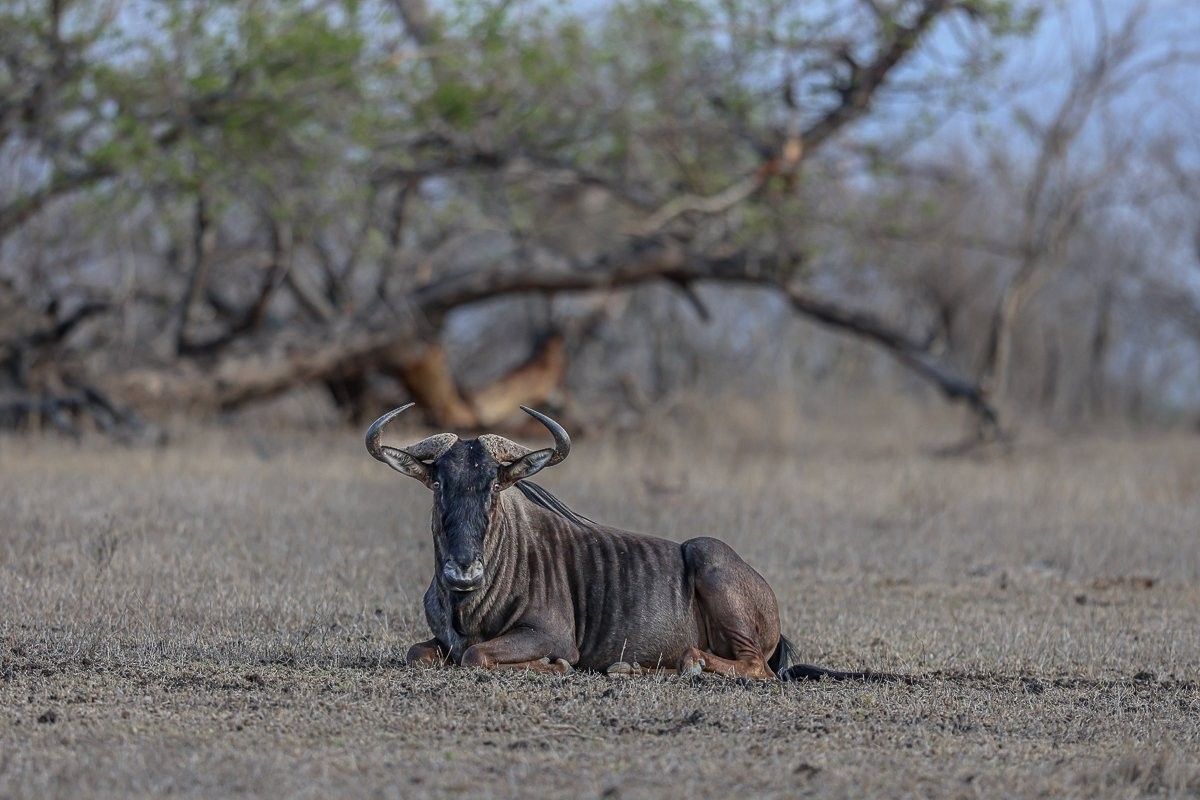 Sabi Sabi Ruan Mey Wildebeest Sabi Sabi Ruan Mey Wildebeest