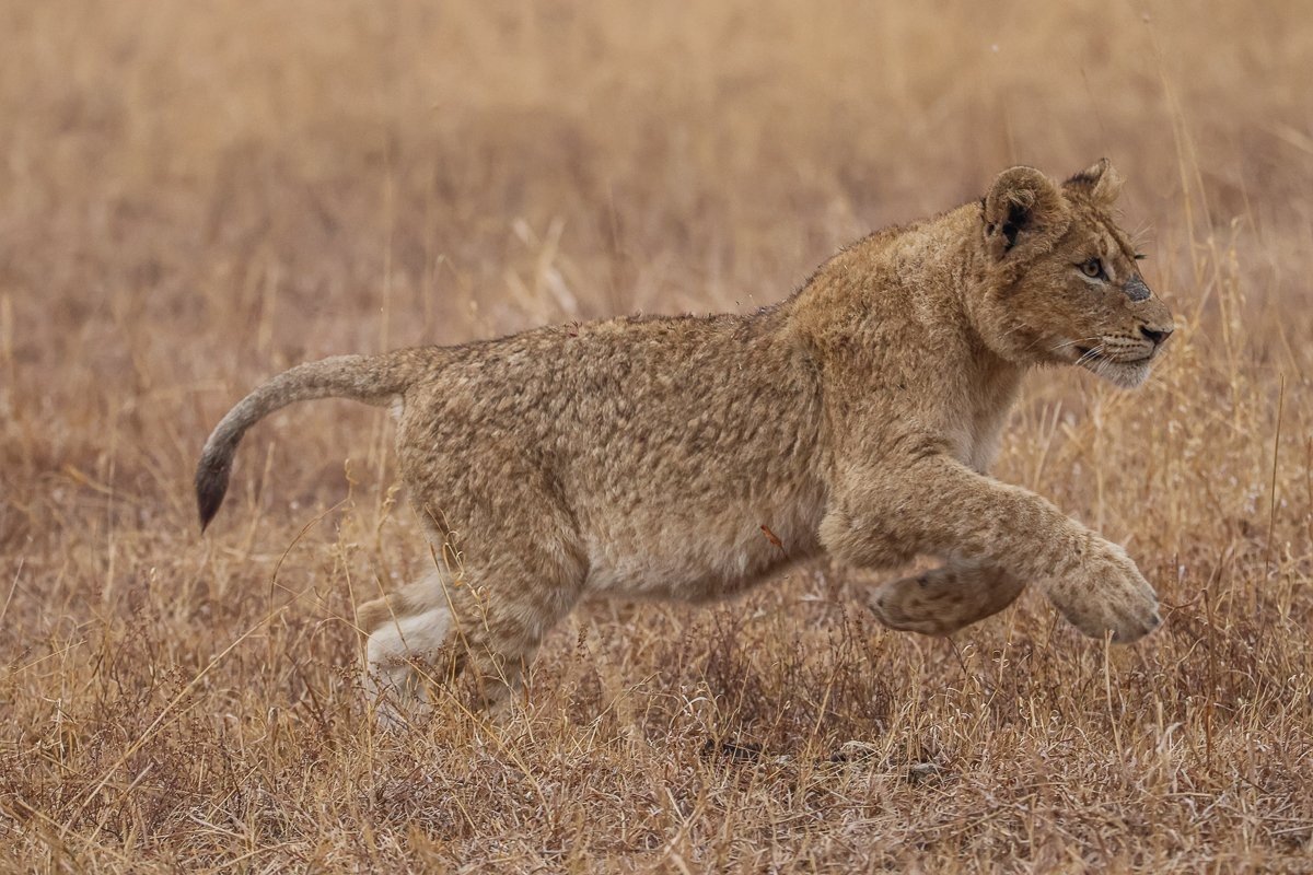 Playful cubs running around
