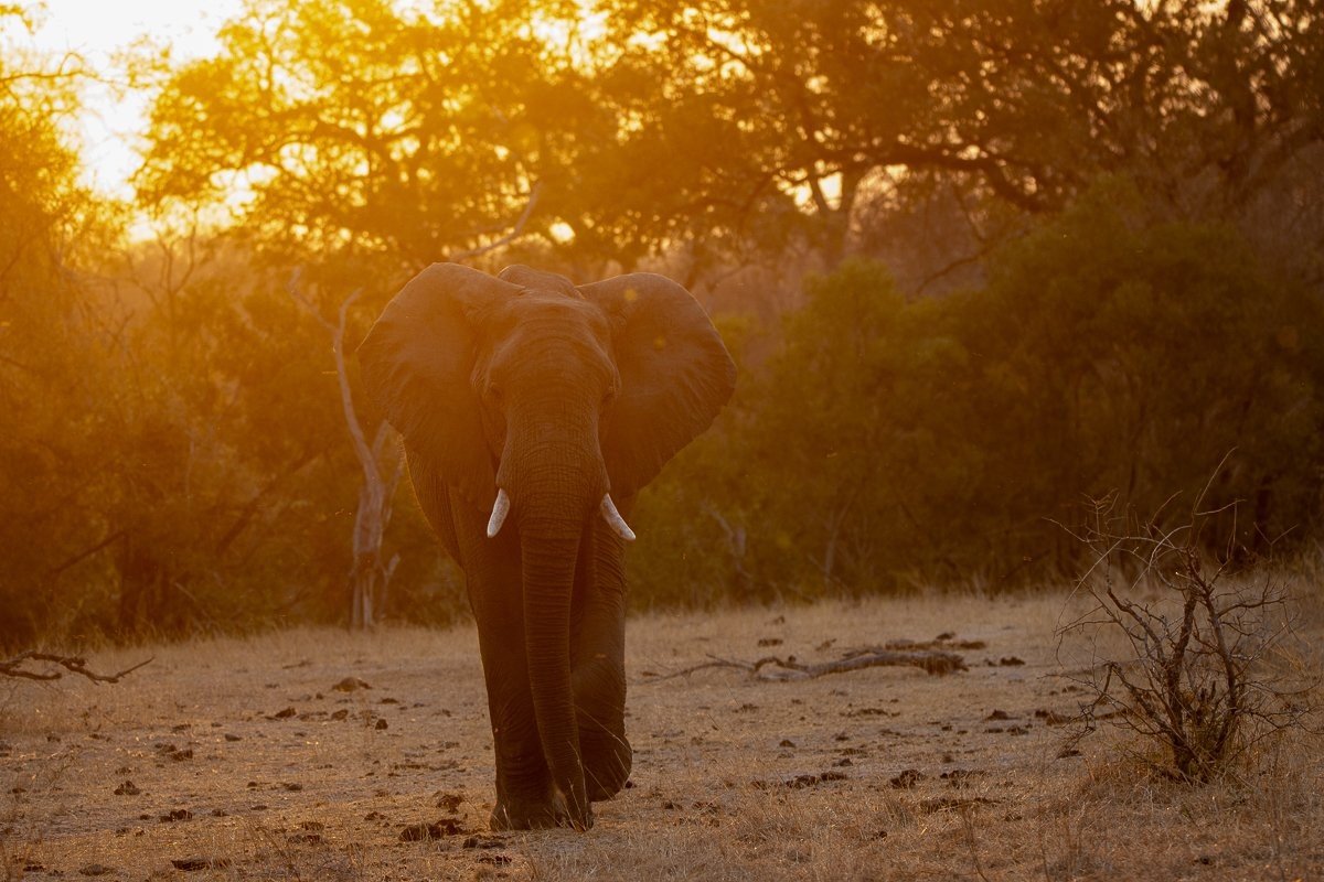 Sabi Sabi Ronald Mutero Elephant Sunset Sabi Sabi Ronald Mutero Elephant Sunset