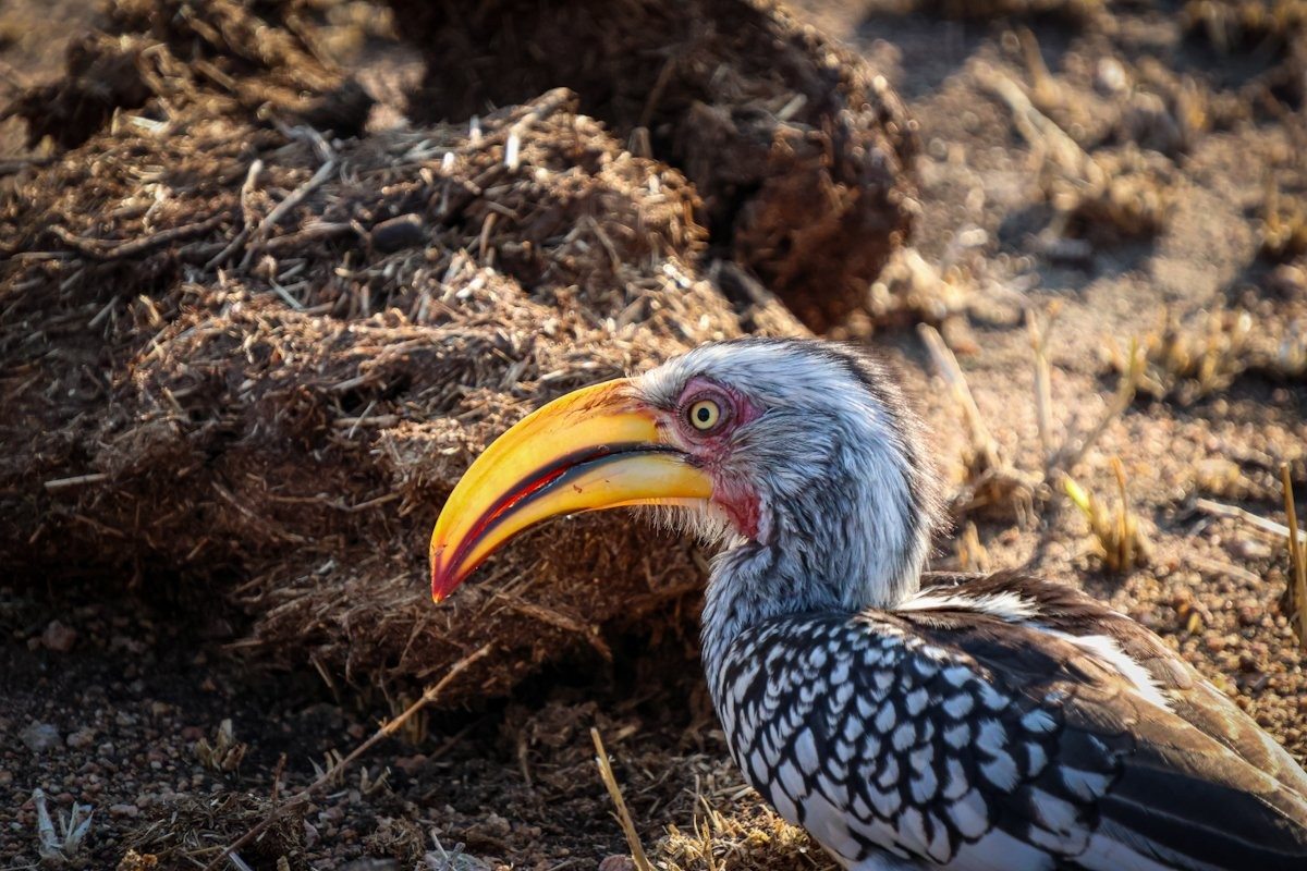 A yellow-billed hornbill forages on the ground. A yellow-billed hornbill forages on the ground.
