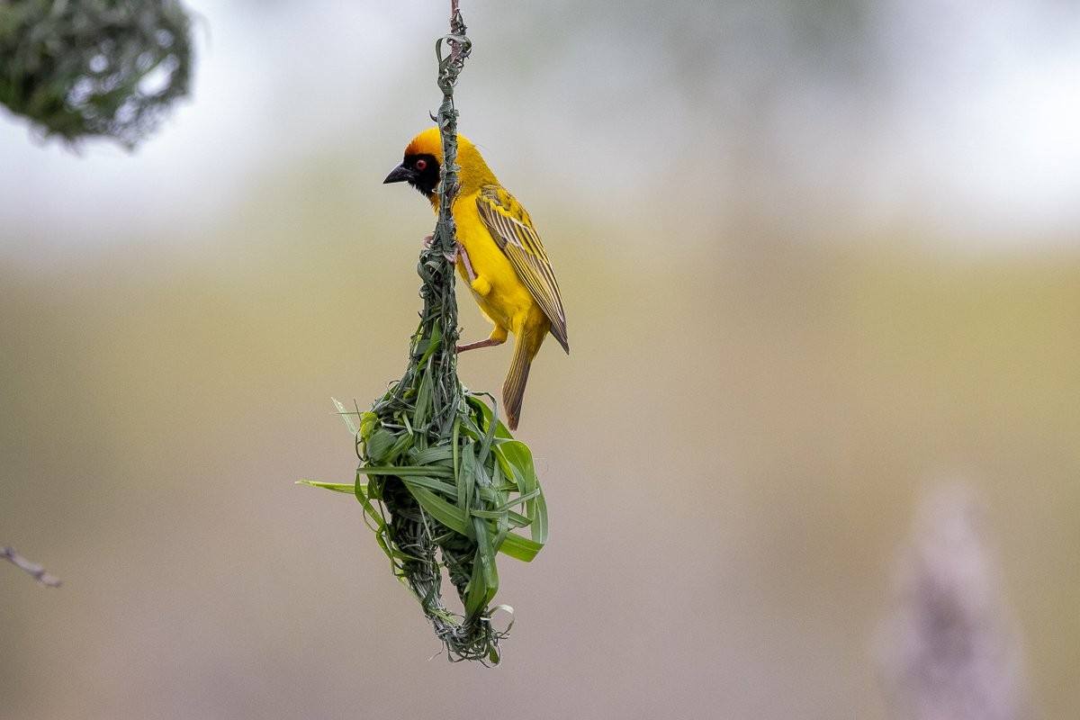 A Village weaver perches on a half-built nest.