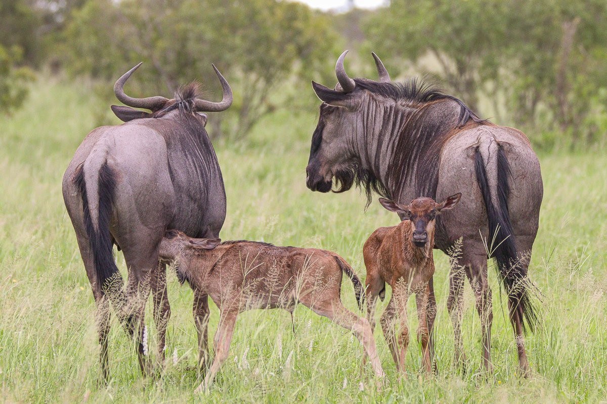 Two newborn wildebeests were spotted during a game drive from Sabi Sabi.