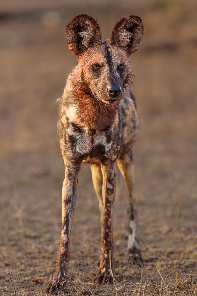 The first conservation effort is metapopulation management.