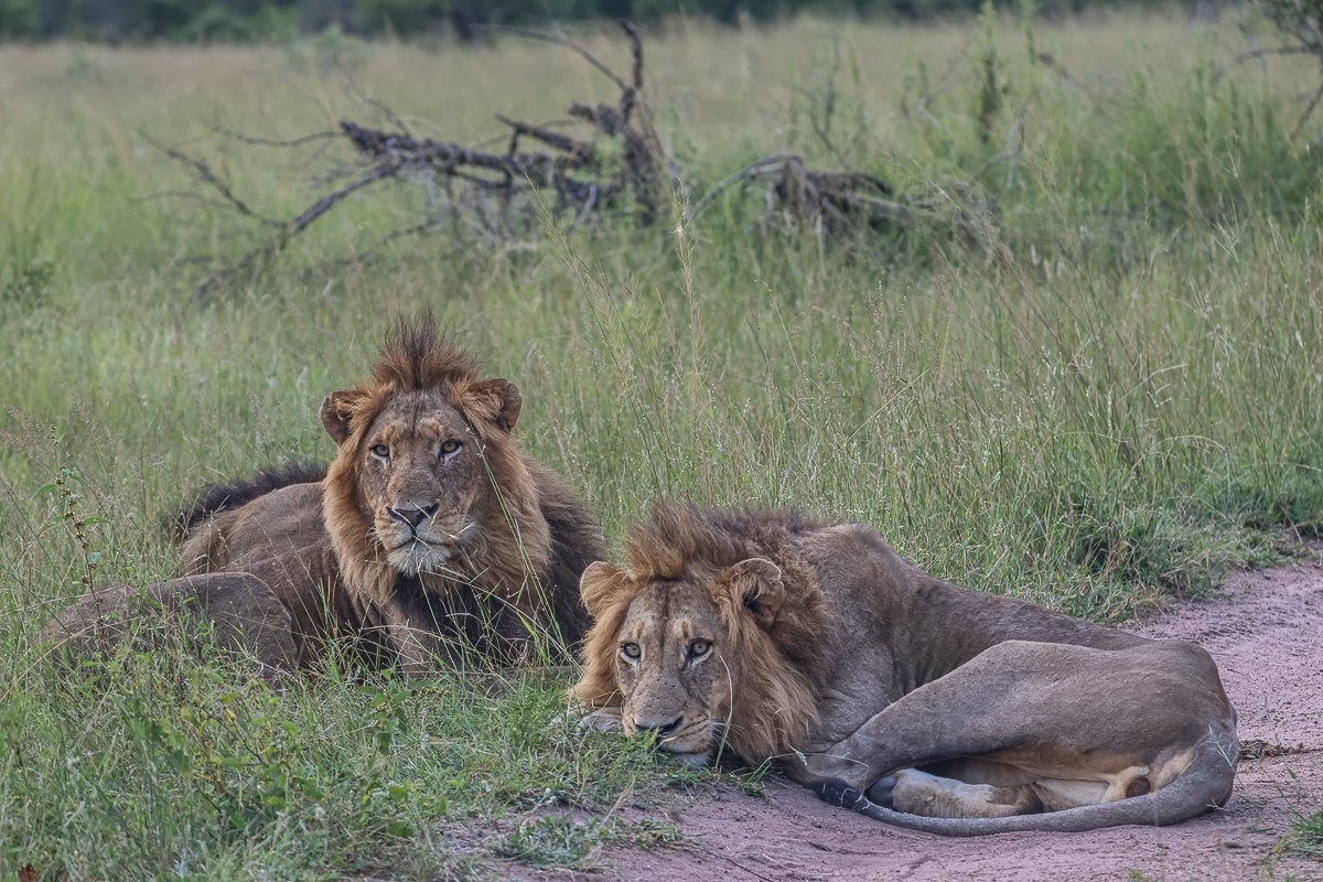 Four magnificent male lions resting in the open alongside a lioness