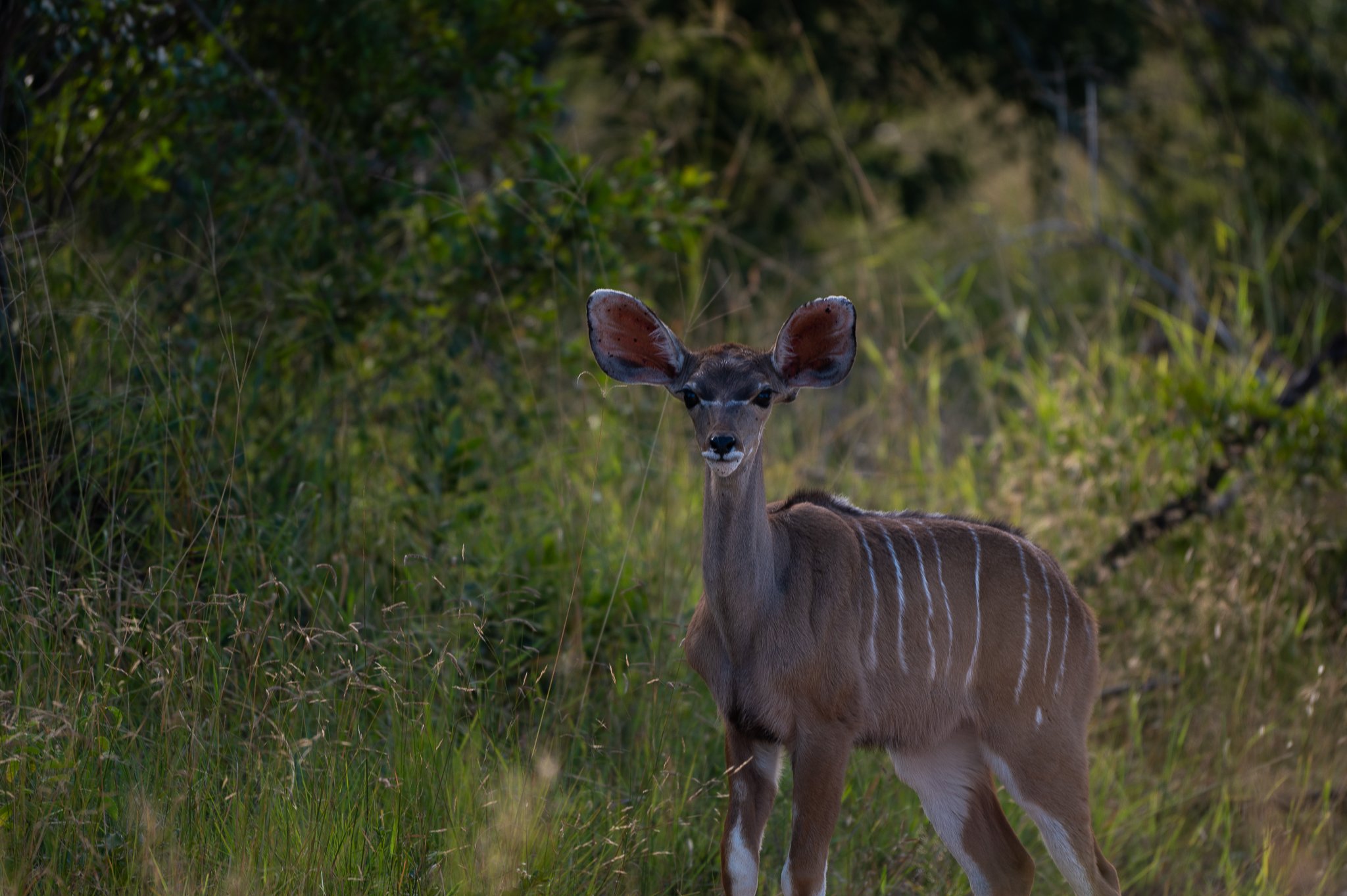 Kudu calf watching surroundings cautiously while mother listens for danger