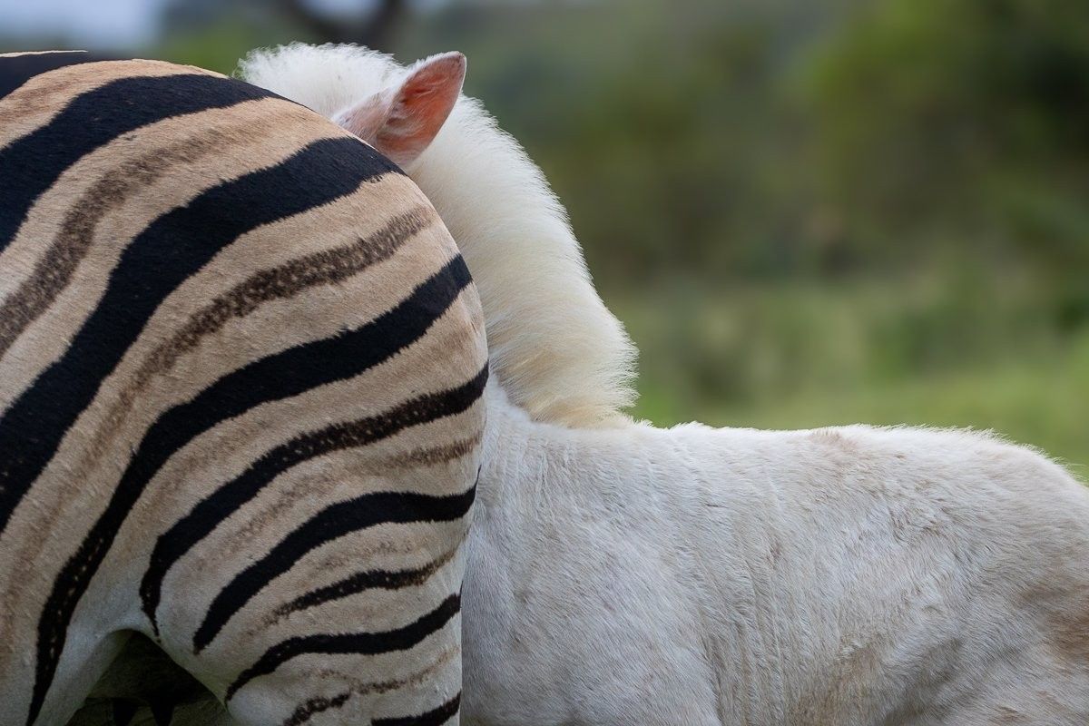 Rare white zebra foal among striped zebras, highlighting its unusual coloration.