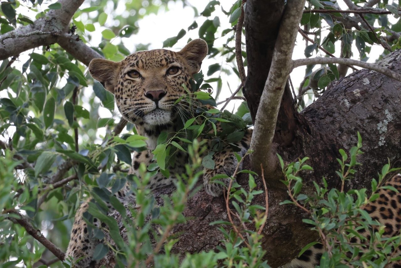 Sabi Sabi Charissa Jansen Van Rensburg Jacana Leopard