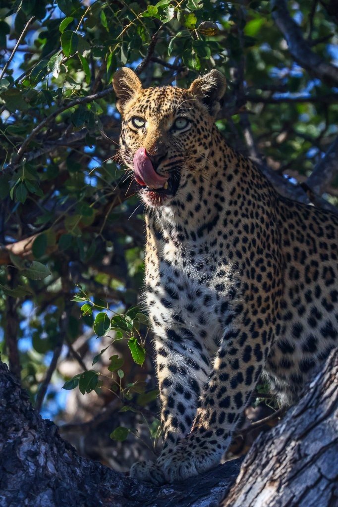Female leopard Golonyi feeds after a successful duiker hunt before returning to her cubs.