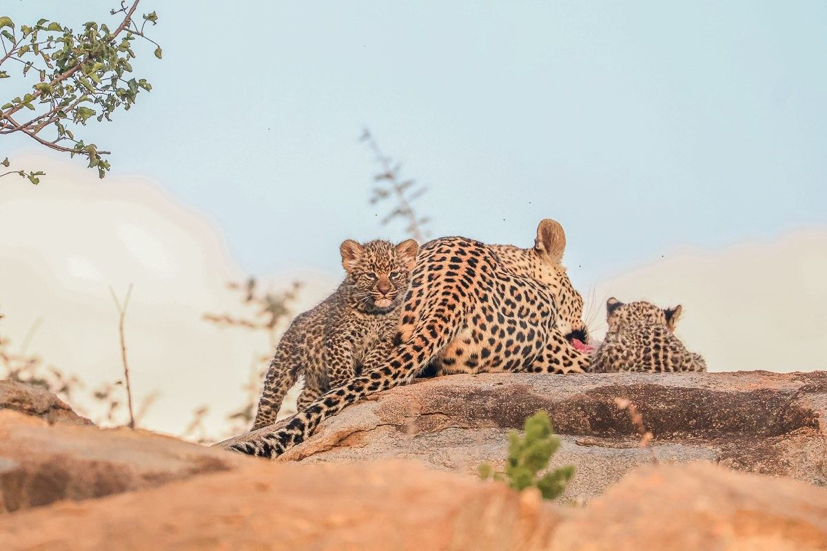 Sabi Sabi Ruan Mey Golonyi Cub Learning About Surroundings