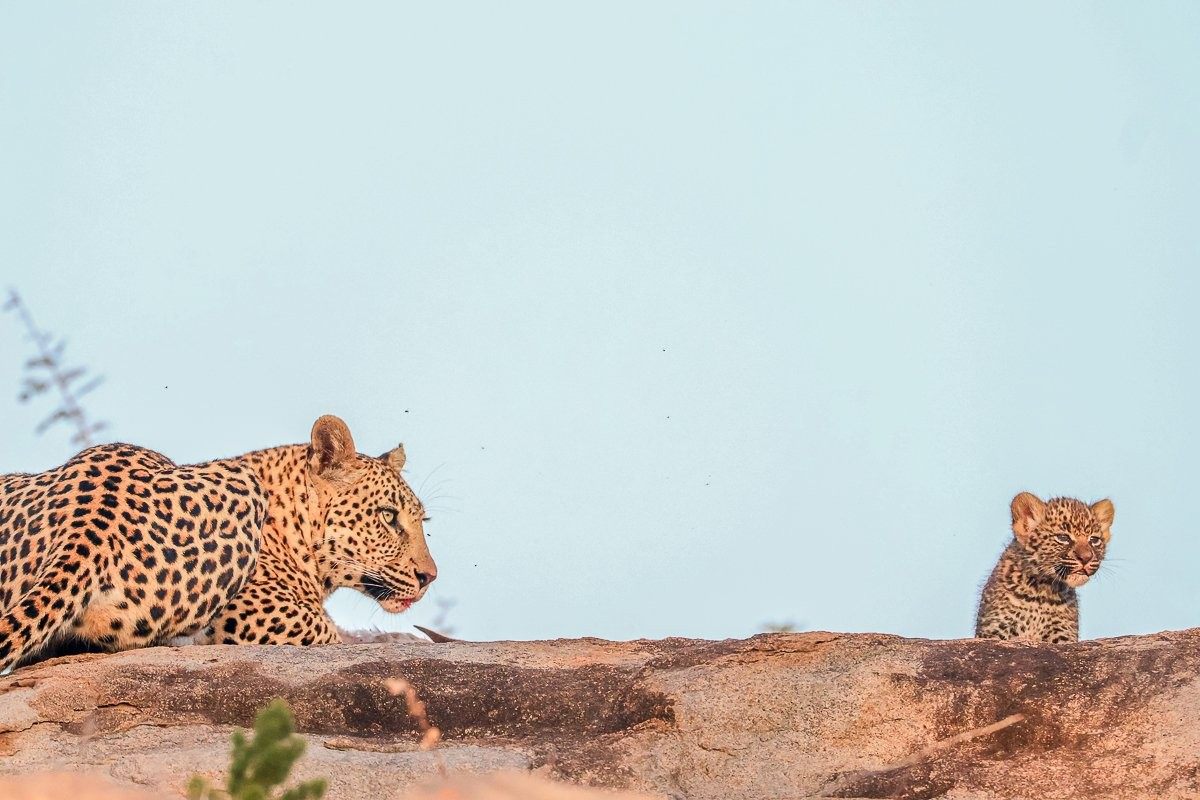 Sabi Sabi Ruan Mey Golonyi Cubs Resting Near Den
