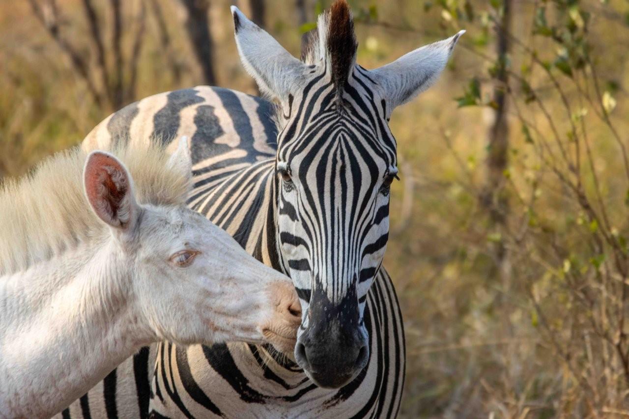 Sabi Sabi Ronald Mutero White Zebra Youngster Close Up