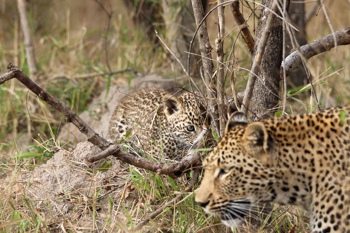 Sabi Sabi Jana Du Plessis Kurhula Leopard Cub Resting With Mother