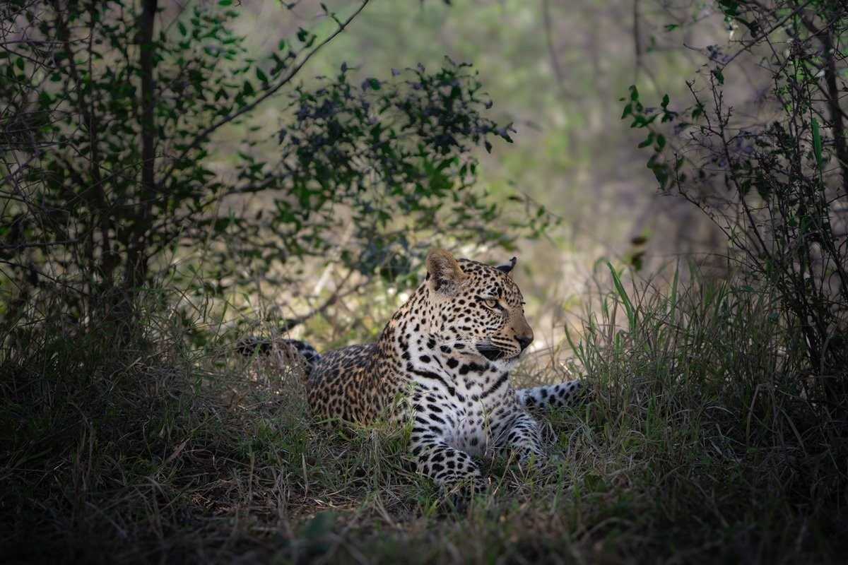 Sabi Sabi Jarrod Oflaherty Tengile Leopard Cub Resting In Dry Riverbed
