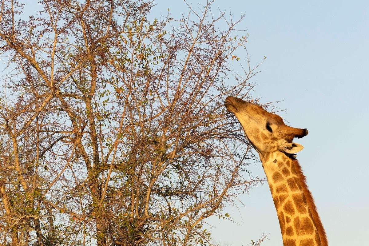 Sabi Sabi Benjamin Loon Giraffe Feeding On Tamboti Tree Flowers