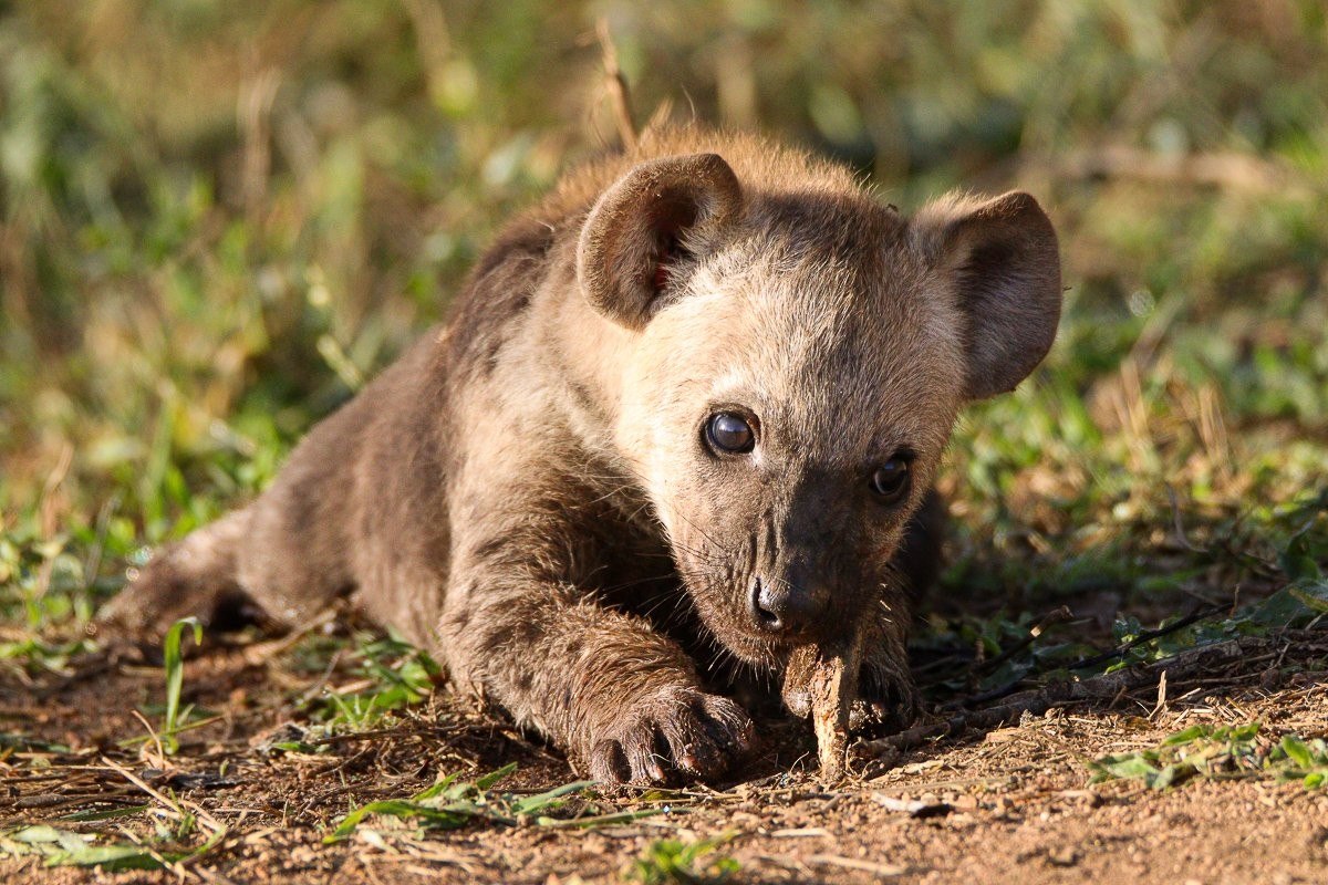 Spotted hyena cub chewing on a small piece of bone near the den.