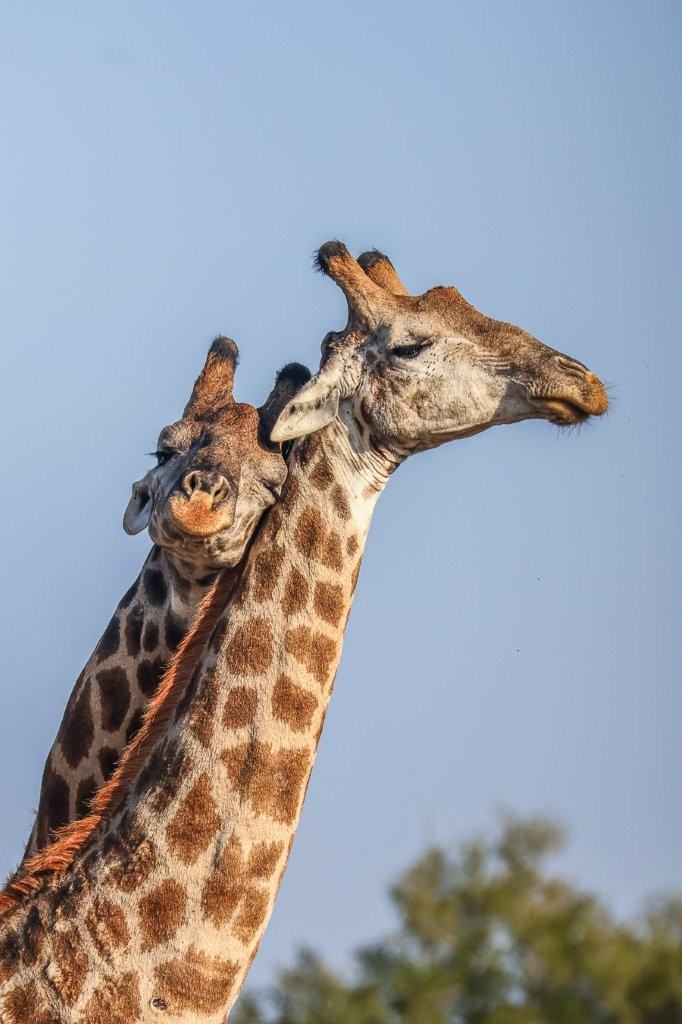 Young giraffe bulls testing their strength against one another in the bushveld.