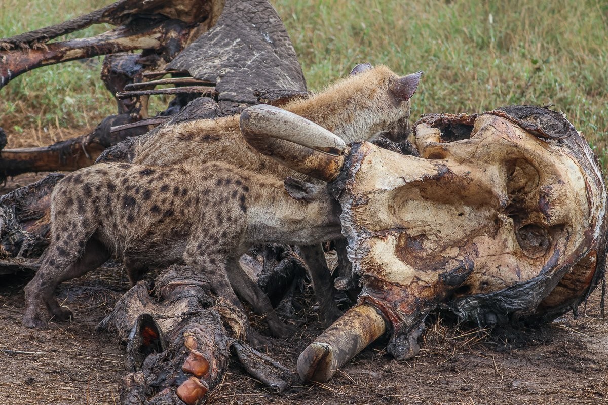 African elephant carcass, devoured by hyenas. 