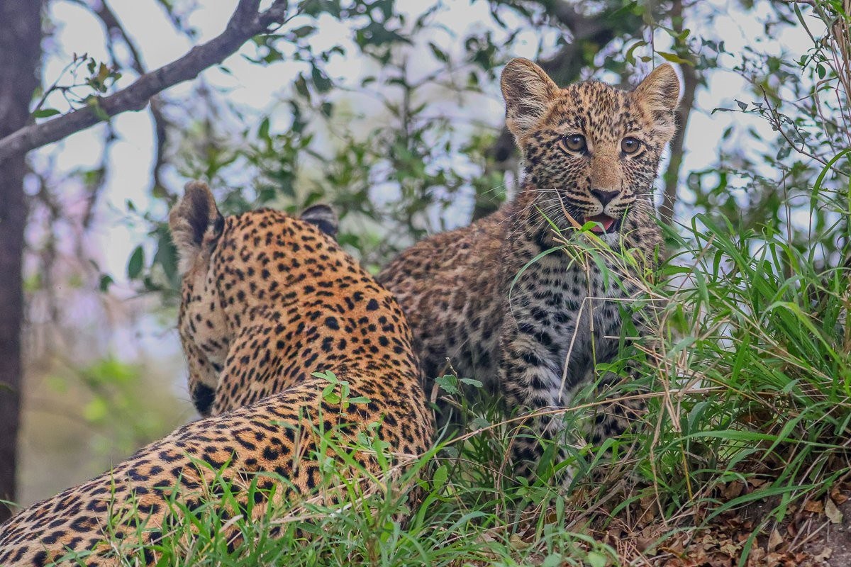 Sabi Sabi Ruan Mey Golonyi Leopardess Confronting Hyena