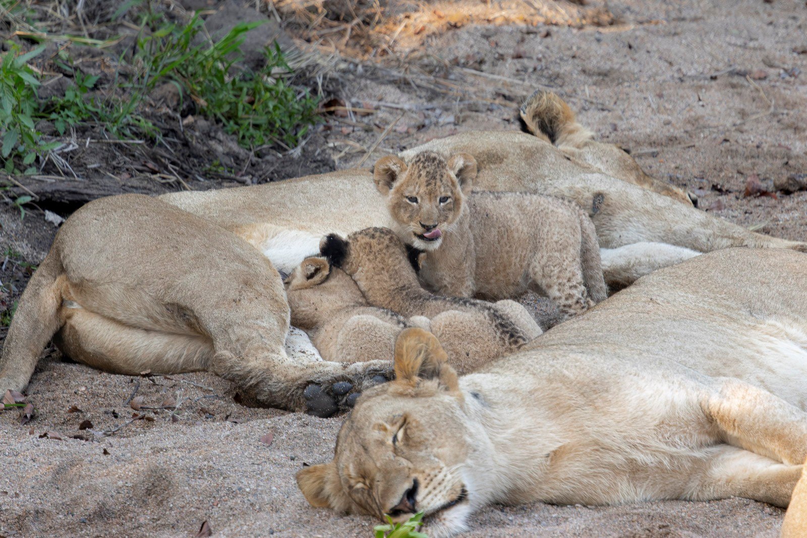 The Msuthlu Pride cubs feed while the lionesses rest