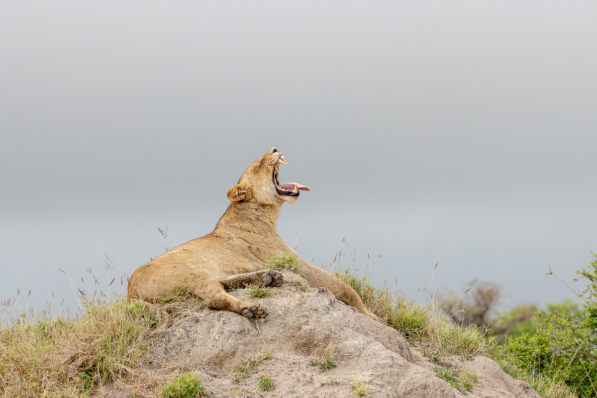 A lioness is captured yawning as she rests atop a grassy sand mound