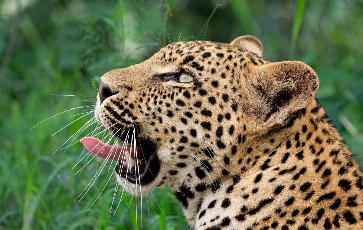 A02ronald Mutero   Ntsumi Cub   07032023 2