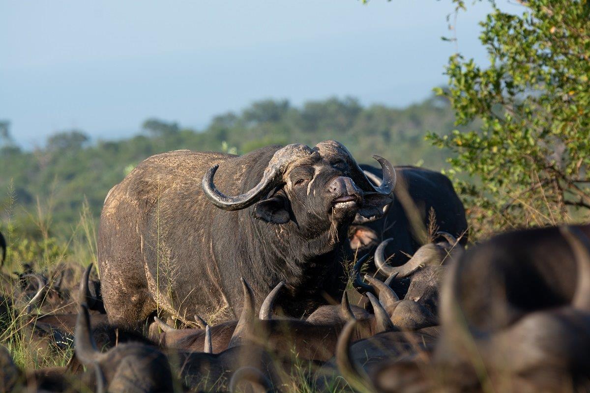 B03ronald Mutero  Buffalo    Khambula   17032023 2