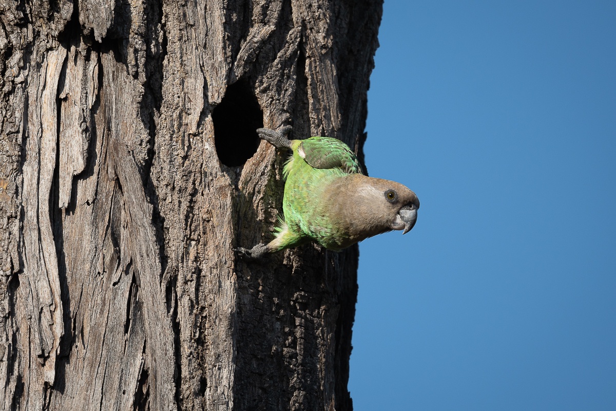 Brown-headed Parrots will occupy the abandoned nest holes of woodpeckers. Brown-headed Parrots will occupy the abandoned nest holes of woodpeckers.