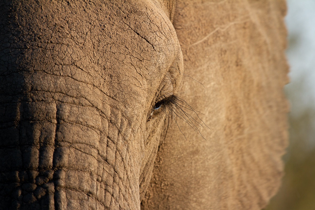 An elephant herd will follow the instruction of the Matriarch, she holds the wisdom to protect and take care of her herd. An elephant herd will follow the instruction of the Matriarch, she holds the wisdom to protect and take care of her herd.