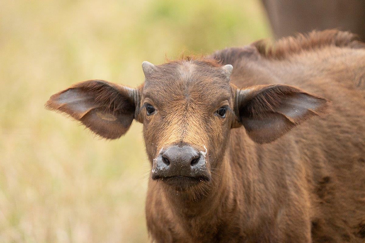 The young and sick are readily protected when moving with the herd as defensive positions are quickly deployed when danger is sensed nearby. The young and sick are readily protected when moving with the herd as defensive positions are quickly deployed when danger is sensed nearby.