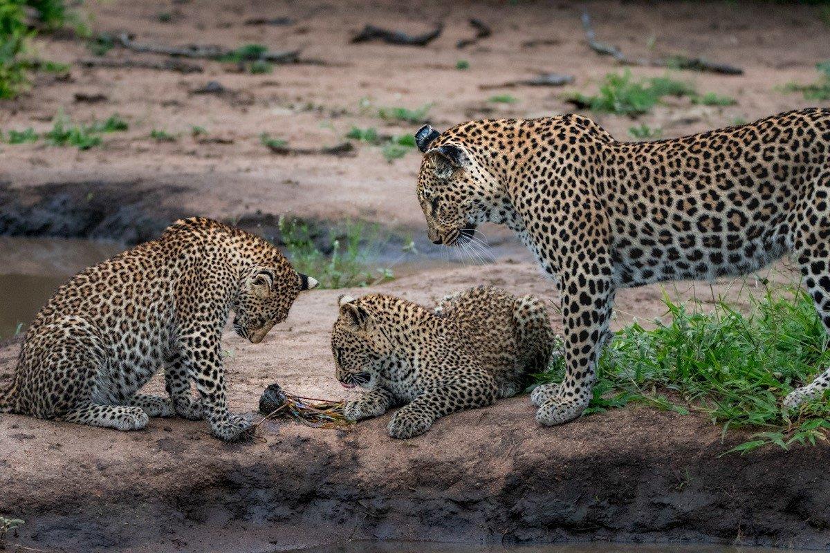 Ntsumi and her thriving cubs were spotted playing around a small mud pan during a morning drive. 