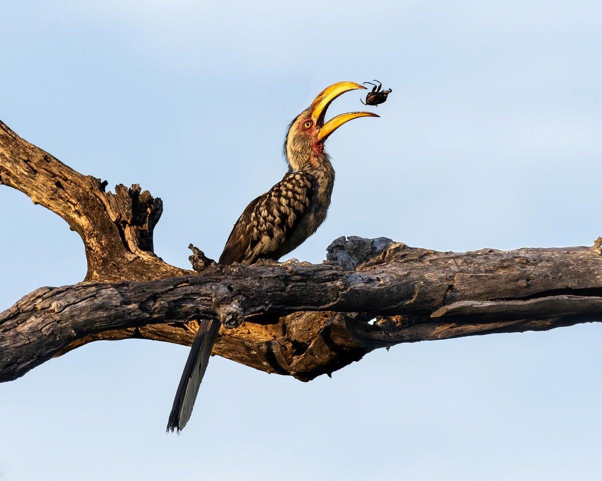 A Yellow-billed hornbill enjoys a dung beetle for breakfast. A Yellow-billed hornbill enjoys a dung beetle for breakfast.