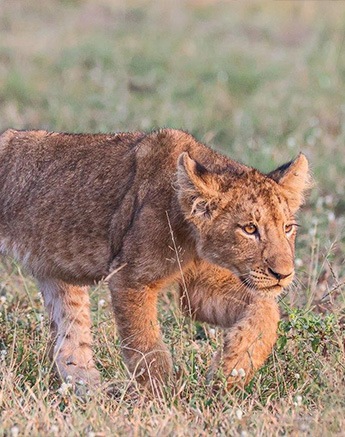 Young cub on the prowl Young cub on the prowl